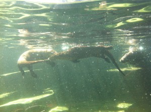 Sea Otters