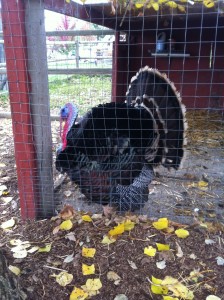 A very loud and aggressive Turkey