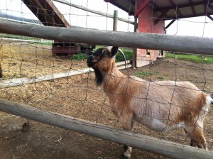 Funny Goat