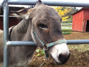 Donkeys are sooo loud